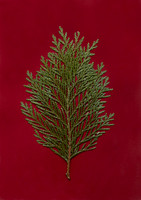 17. card