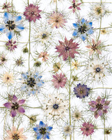 Love in a mist