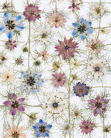Love in a mist