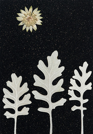 1. black christmas card