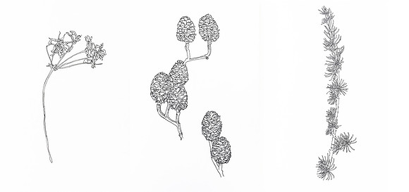 Claire Elizabrth Hind. Remnants oif cycle of nature gone before to return once more. H29.7. W63cm