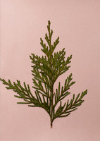 20. card