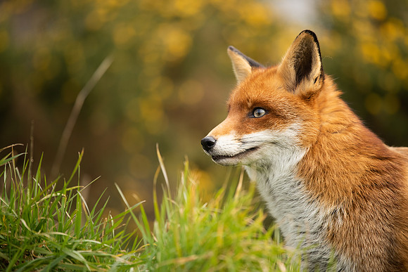 English Fox