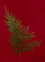 Tree Leaf Cards