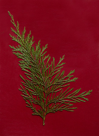 15. card