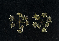 2. black christmas card