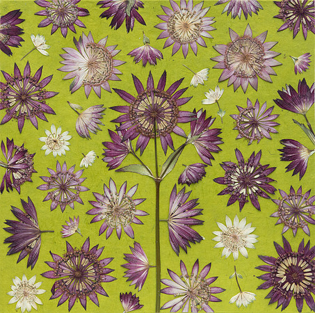 Green Mauve